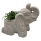 17" Cream Elephant with Succulents Indoor Outdoor Statue